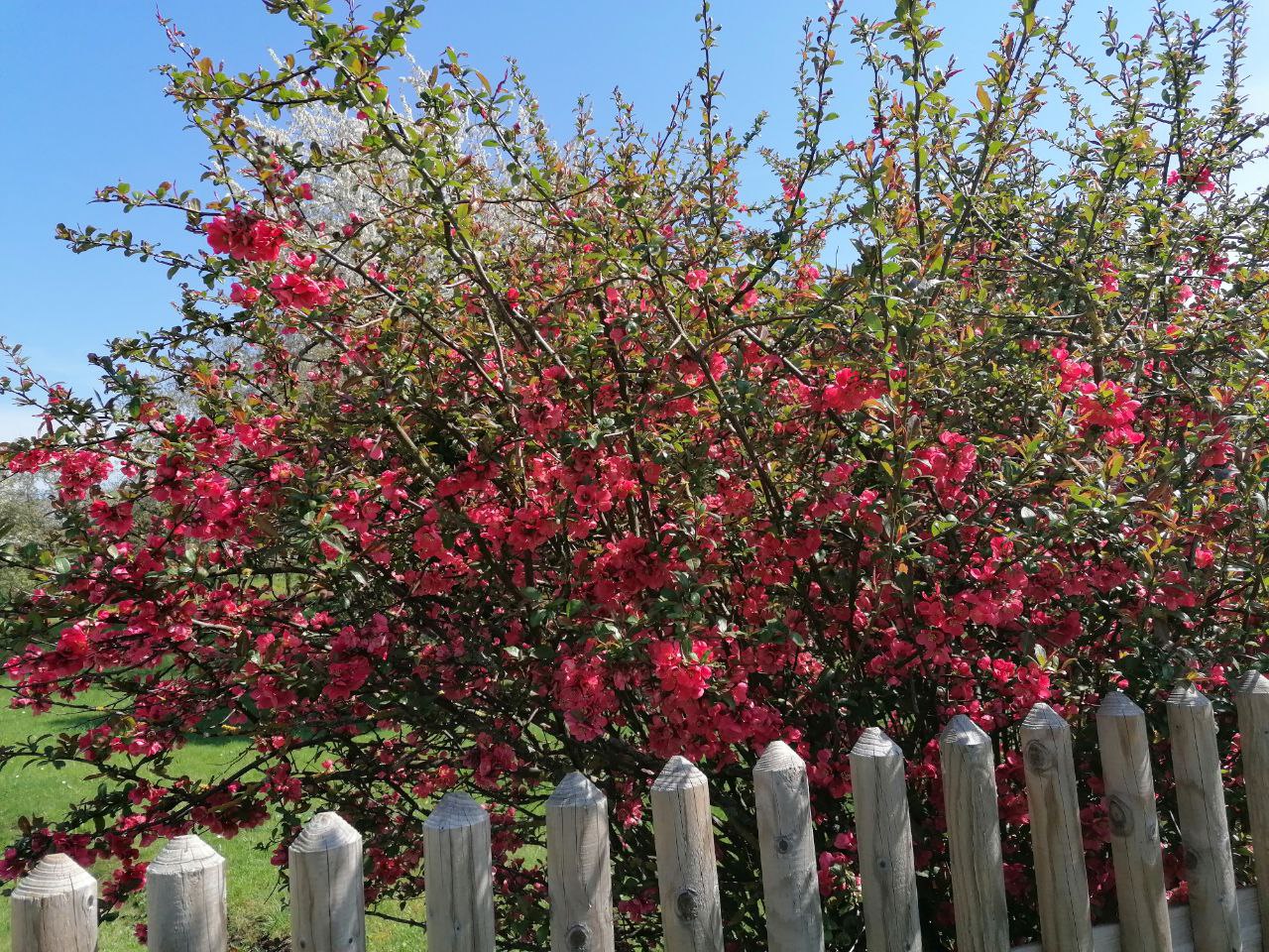 Ostern roter Bltenbusch.jpg
